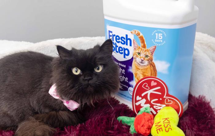 Black cat wearing a bow tie beside some Valentine's Day decorations and a jug of Fresh Step cat litter