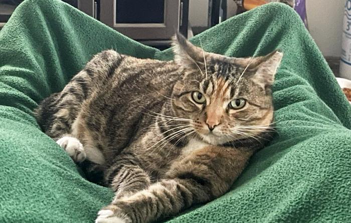 Calico tabby cat lying on a green blanket
