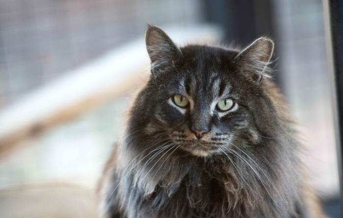 Longhair tabby cat on a wooden perch