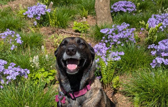 Charlotte the dog sitting in a field with greenery and purple flowers
