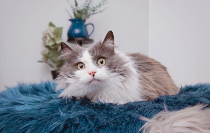 Gray and white cat lying in a fuzzy teal blanket