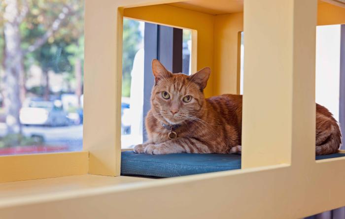 Orange tabby cat in a cubby beside a window
