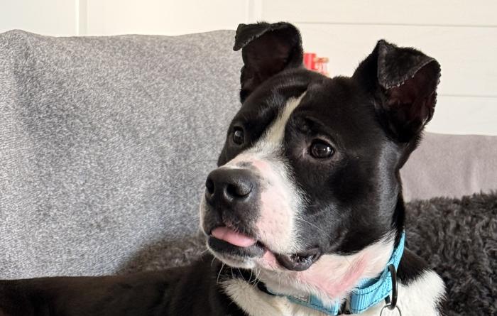 Dasher the dog lying on a couch with his tongue slightly out
