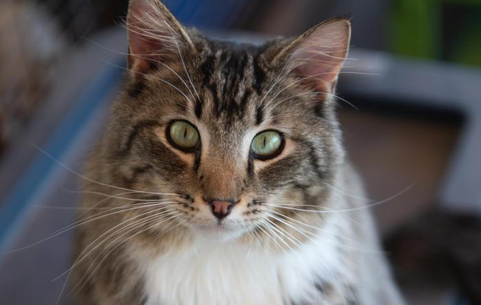 Sipho the cat sitting on a blue plastic tub