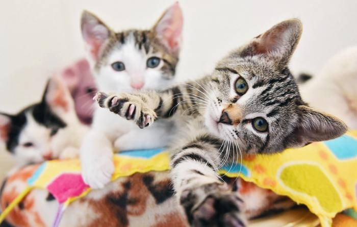 Three kittens on a brightly colored blanket