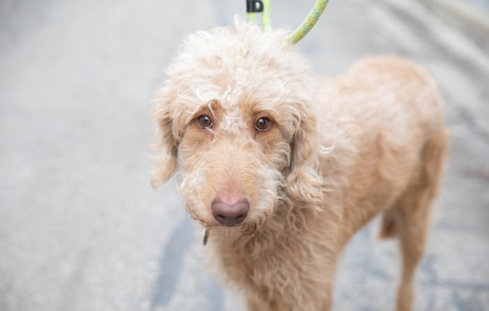 Poodle-type dog on a leash