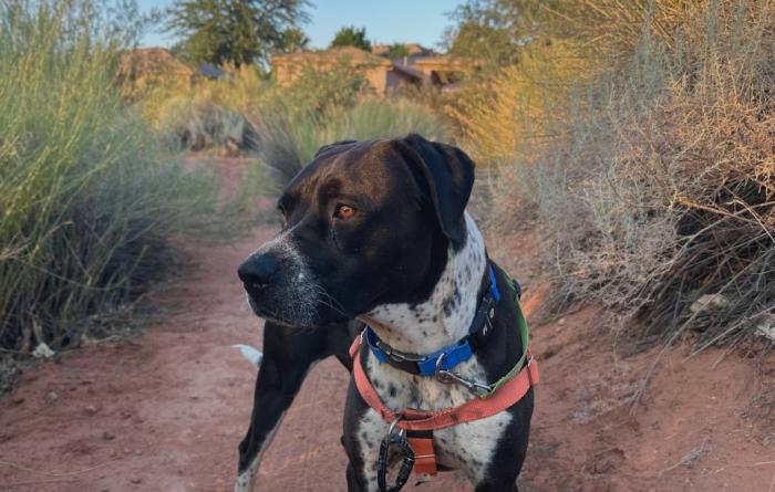 Bebe the dog outside on a hike