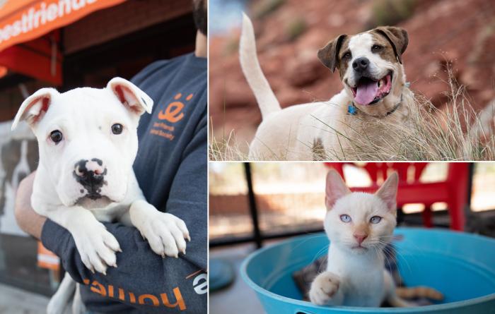 Collage of three photos, two dogs and a cat