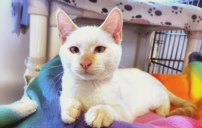 Bermuda the flame-point Siamese cat on a rainbow colored blanket