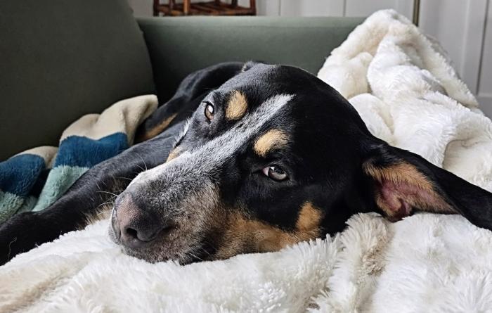 Pixie the dog lying on a blanket