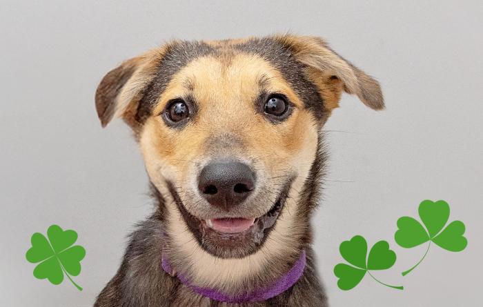Smiling brown shepherd mix dog surrounded by some clover graphics