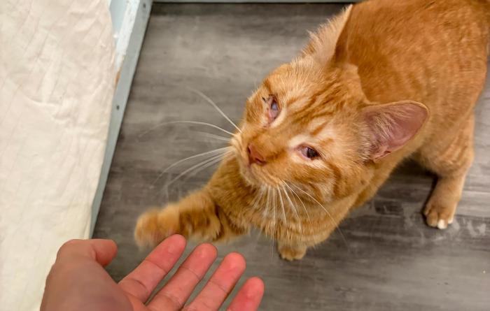 Ray the cat's reaching a paw out to touch a person's hand