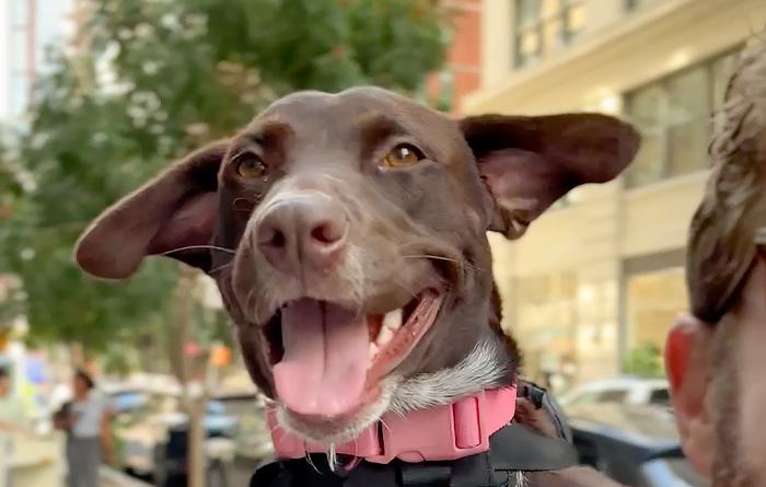 Happy brown dog in a backpack on Bryan Reisberg's back
