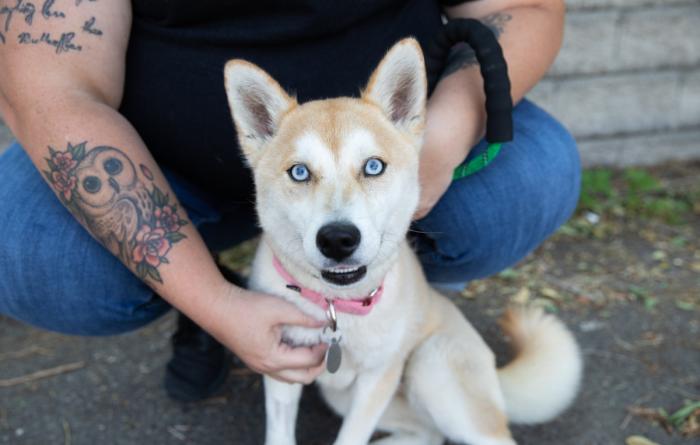Person petting a blue-eyed dog