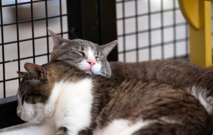 Kenneth snuggling with another cat