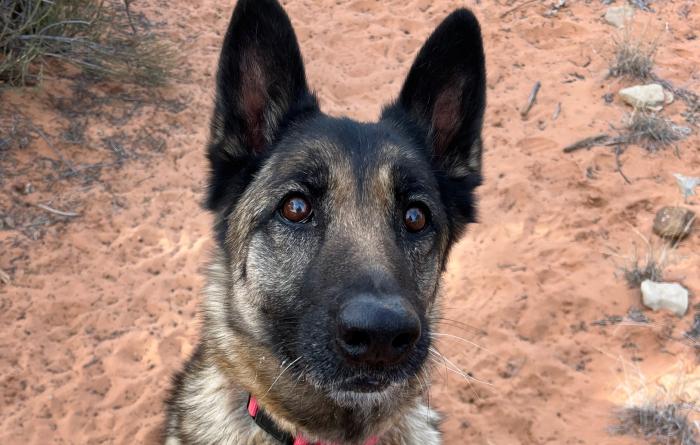 Marge the dog's face while outside in the sand