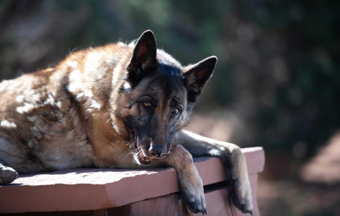 Marge the dog lying down with her front paws hanging over the edge of a rock