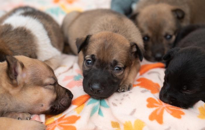 Litter of puppies on a floral blanket