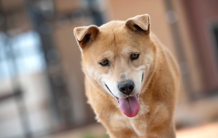 Prairie Dawn the dog with tongue out