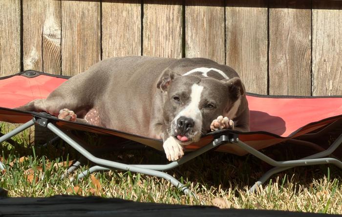 Sage the dog lying on a raised bed outside with her tongue sticking slightly out