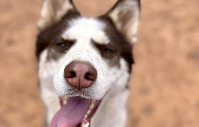 Shiro the dog outside on sand with tongue out and eyes closed
