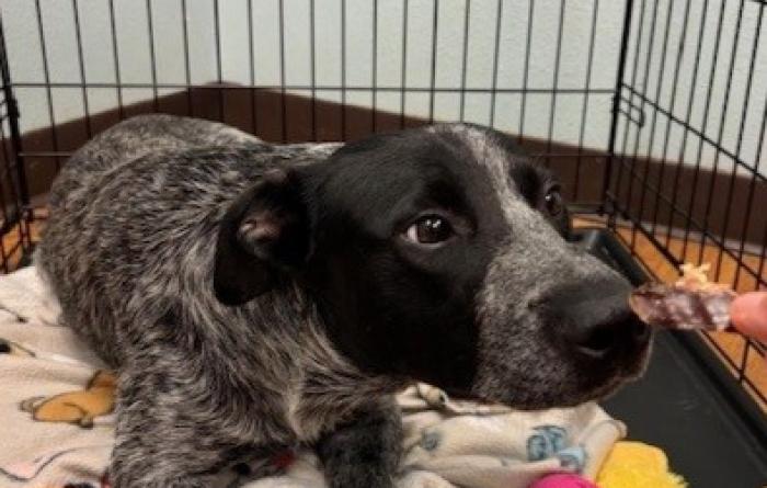 Boo the dog in a wire fence enclosure with blankets and toys