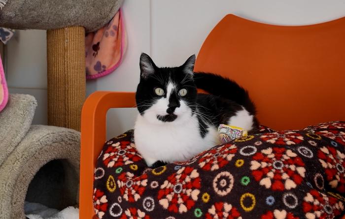 Starling the cat sitting on an orange chair