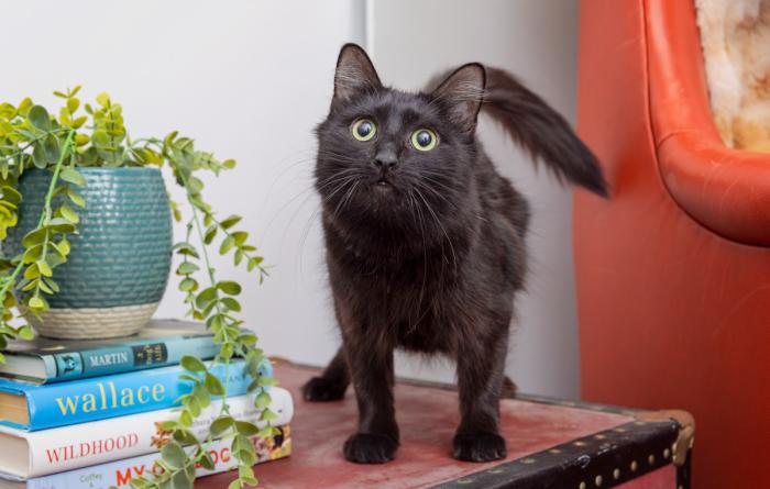Fluffy black cat on a table beside a plant on top of books