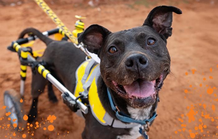 Bea Arthur the dog, smiling while in a wheelchair