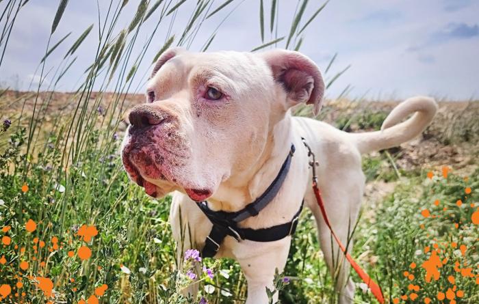 Large white dog in a field of grass and orange flowers