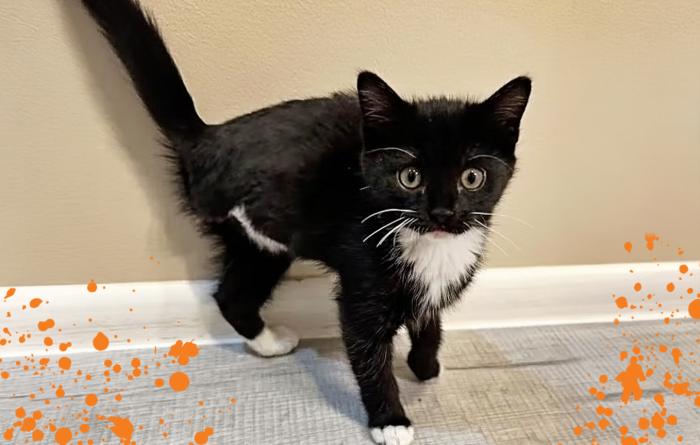 Boo the tripod black and white kitten with graphic orange splatters