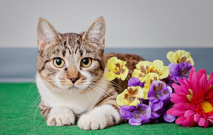 Tabby and white cat with flowers beside him
