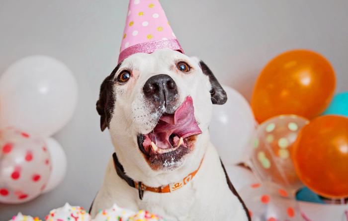 Dog licking her lips while wearing a party hat in front of balloons