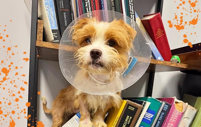 Small brown and white dog wearing a protective cone in a bookshelf surrounded by orange splatter graphics