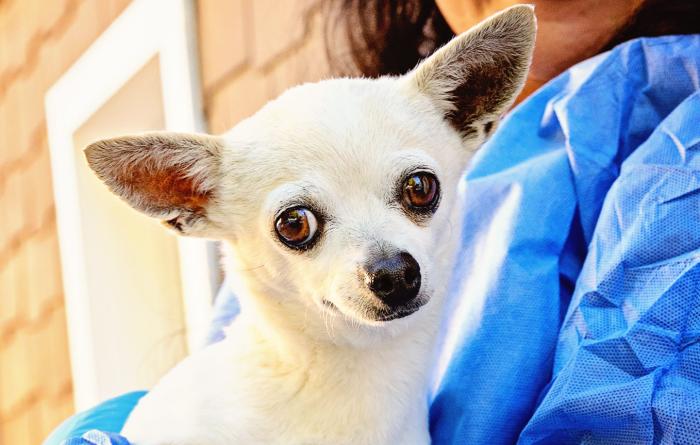 Wally the Girl the dog being held by a person