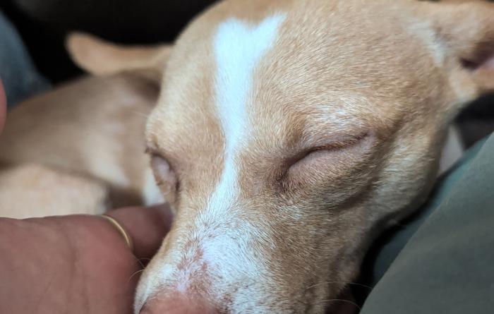 Regan the dog with eyes closed with a hand petting her chin