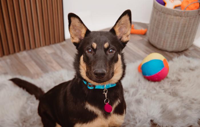 Shepherd in a home with a stuffed toy ball behind her