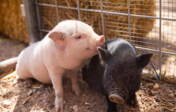 A pink and a black piglet sitting next to each other