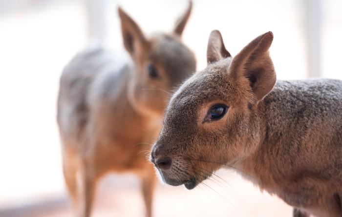 Two cavvies