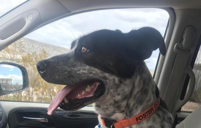 Dez the dog sitting in the passenger seat of a vehicle