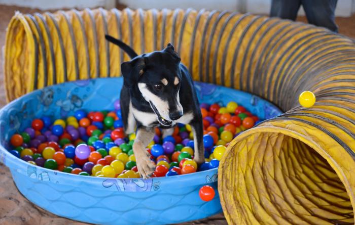 Elwood the dog playing in a small kid's pool full of multi-colored balls