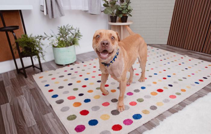 Happy dog on a polka dog carpet in front of some potted plants in a home