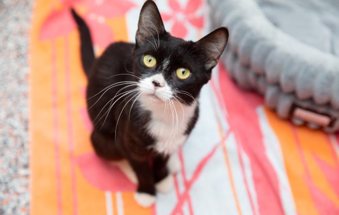 Black and white cat on a colorful blanket