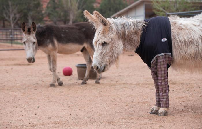 Noah and Rubia, two donkeys with one wearing pajama bottoms on his front legs
