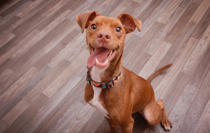 Red and white dog smiling with tongue out