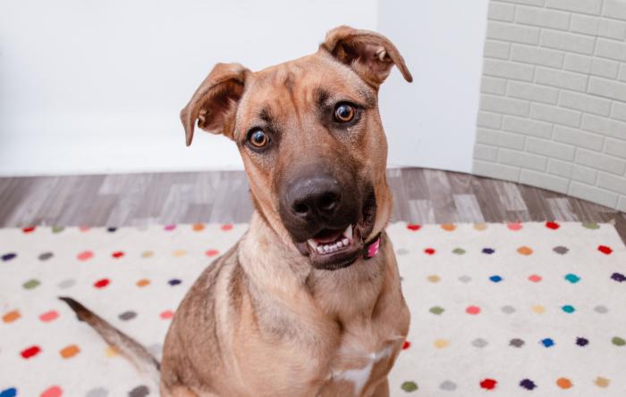 Brown dog sitting on a polka dot carpet