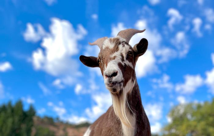 Rusty the goat in front of a blue shy with some white clouds