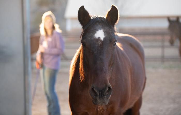 Clint the horse with Shy DeLand behind him, playing hide-and-seek