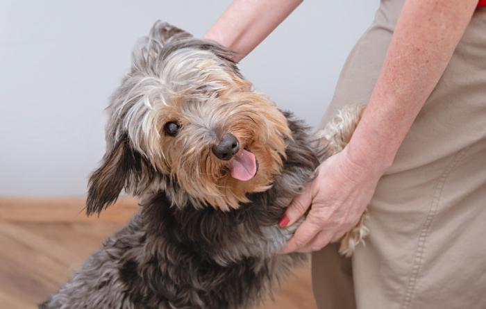 Person petting a fluffy dog