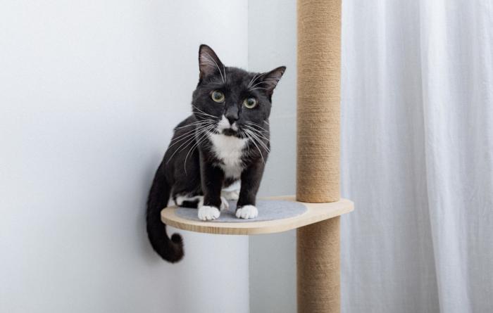 Black and white cat on a shelf of a cat tree